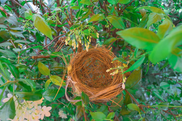 ิbird's nest on the tree