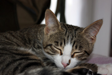 Naklejka premium GATTO
