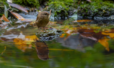 Wren songbird in forest