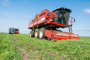 Machine harvesting pea beans harvested in the field 
