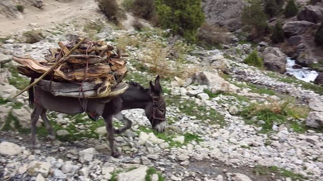 A donkey carrying brushwood in the Pamir mountains