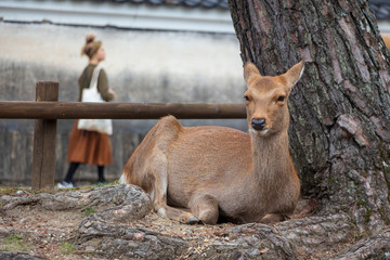 A deer is lying under a tree at Nara Deer Park, Japan