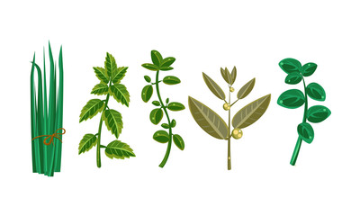 Fresh culinary herbs, fresh green plants vector Illustration on a white background