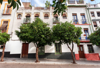 Fototapeta na wymiar Green trees street and historical part of city Cordoba of Andalusia. Houses in traditional style of Spain