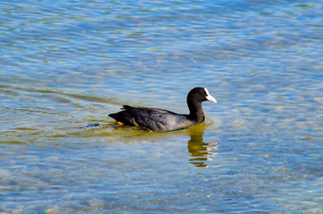 little black duck