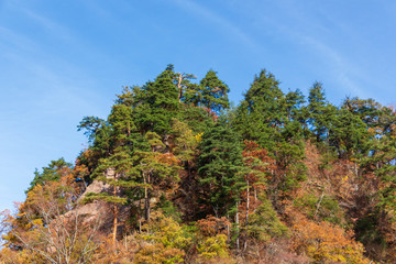Fototapeta na wymiar A colorful autumn scene on a hill with pines and other trees in a Japanese rural area