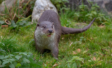 European Fish Otter Lutra Lutra