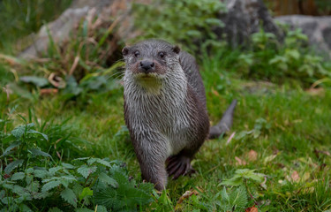 European Fish Otter Lutra Lutra