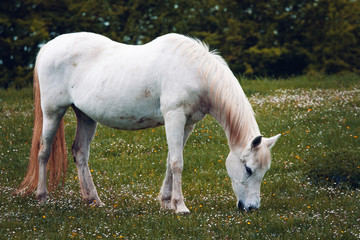 Obraz na płótnie Canvas white horse grazing in a field closer 1