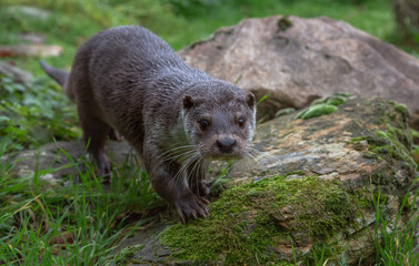 Fototapeta premium European Fish Otter Lutra Lutra