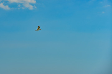 Gulls fly in the sky over sea water.