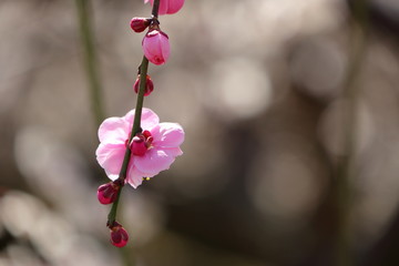 梅の花