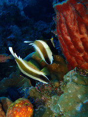 The beauty of underwater world in Sabah, Borneo.