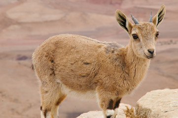 Fototapeta premium Young Nubian Ibex at Mitzpe Ramon , Israel