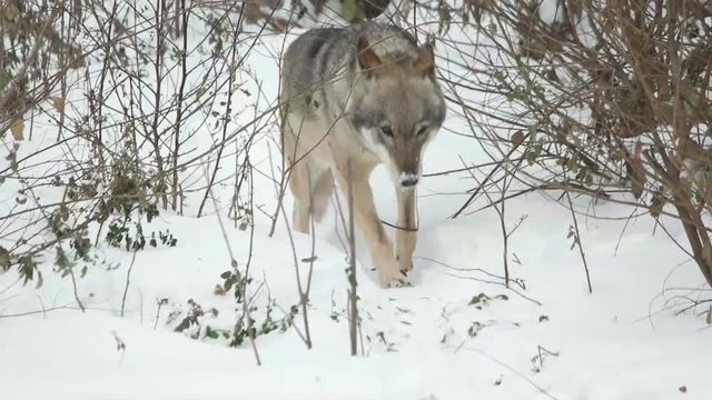 gray wolf walking in the snow