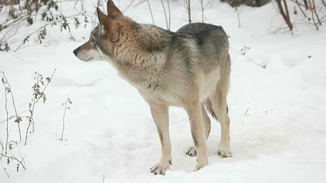 Gray Wolf standing on snow and looking closely