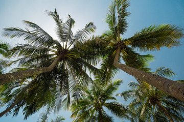 Fototapeta na wymiar Palm tree leaf on the beach 