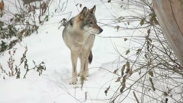 gray wolf stands in the snow and looks