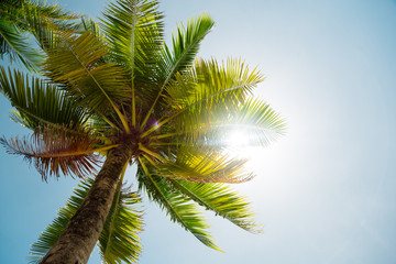 Obraz na płótnie Canvas Palm tree leaf on the beach 