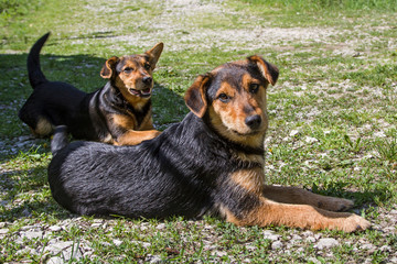 Kroatischer Strassenhund