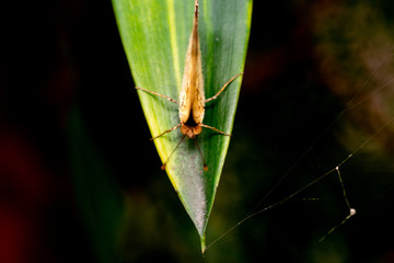 Closeup Butterfly on green leaf with selective focus