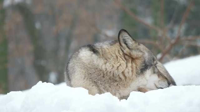 gray wolf sleeping in the snow