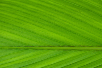 Curcuma at garden