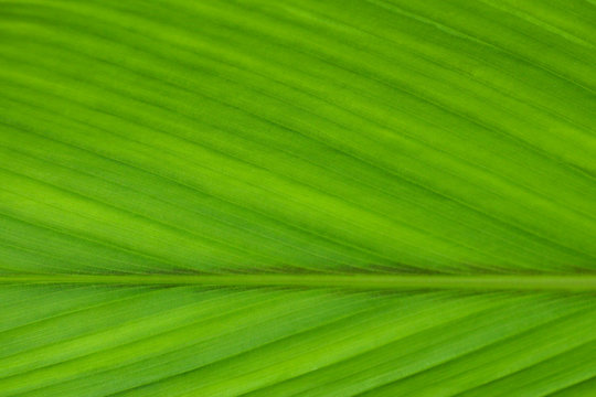 Curcuma at garden