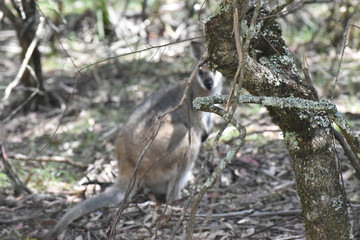 オーストラリア　野生のカンガルー