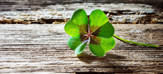 Four-leaf clover on wood with copy space, banner