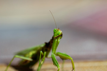 Mantis insect, adult. Search for a couple for procreation.
