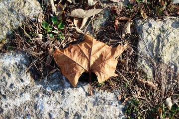 A close view of the brown autumn leaf on the ground.
