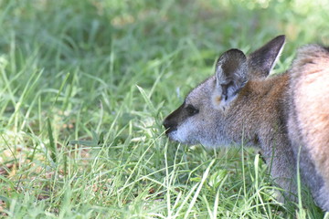 オーストラリア　野生のカンガルー