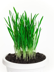 Wheatgrass in a pot. On a white background.