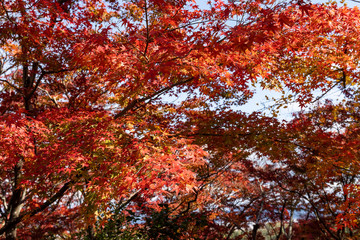 autumn leaves in kyoto