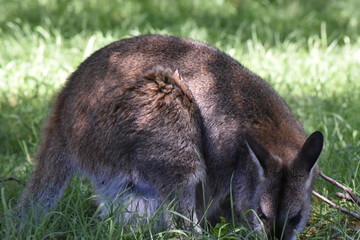 オーストラリア　野生のカンガルー