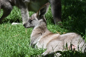 Fototapeta premium オーストラリア 野生のカンガルー