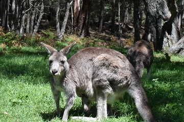 オーストラリア　野生のカンガルー