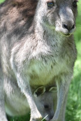 オーストラリア　野生のカンガルー