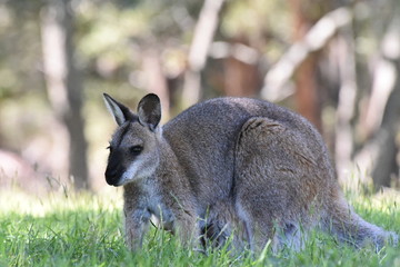 オーストラリア　野生のカンガルー