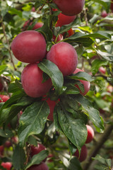 Mature red plum on the branch. Close-up