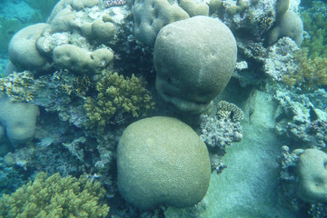 coral in sea