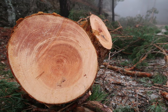 &Aacute;rbol talado