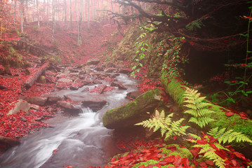 Fern near a creek in a beech forest.