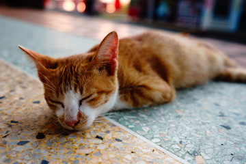 A cat with orange feathers sleeps in one of Thailand's temples.