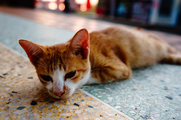 A cat with orange feathers sleeps in one of Thailand's temples.