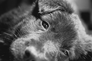sad eyes black puppy lying on the floor closeup portrait