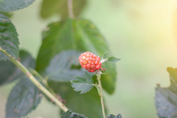 Russia, red raspberry or rubus idaeus on tree with sunlight in the garden.