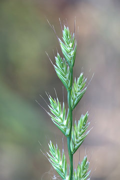 Italian Rye-grass Or Ryegrass