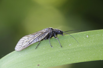 Alderfly